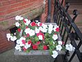 One of Charlesbank's front-side flower box planters