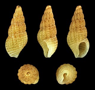 <i>Chauvetia affinis</i> Species of gastropod