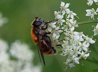 <i>Cheilosia chrysocoma</i> Species of fly