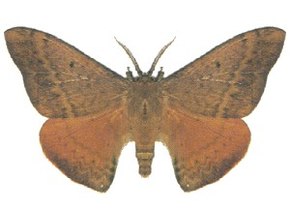 Descrierea imaginii Chenuala_heliaspis_ (ento-csiro-au) .jpg.