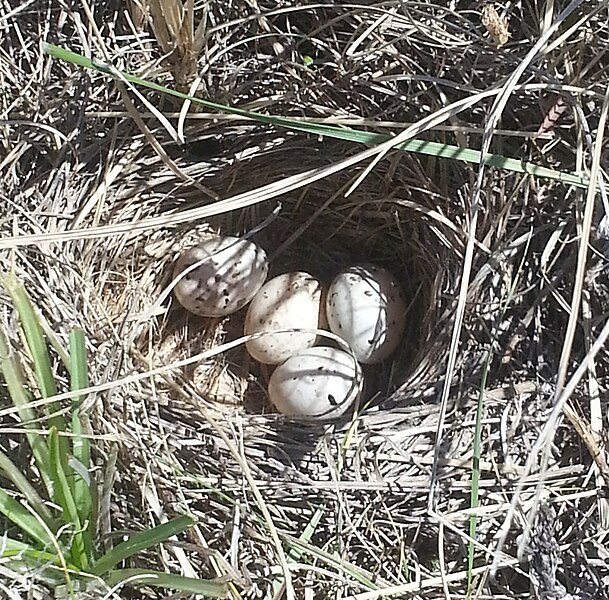 File:Chestnut-collared Longspur, Calcarius ornatus, eggs in open ground nest AB Canada.jpg