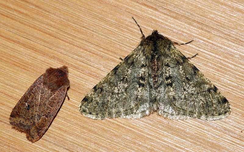 File:Chestnut and Pale Brindled Beauty - Flickr - Bennyboymothman.jpg