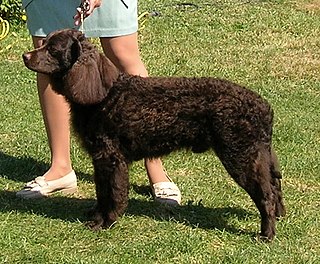 <span class="mw-page-title-main">American Water Spaniel</span> Dog breed