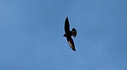 Thumbnail for File:Chimney Swift (26351939181).jpg