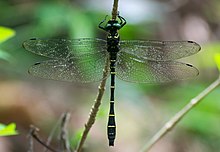 Chlorogomphus xanthoptera - זכר.jpg