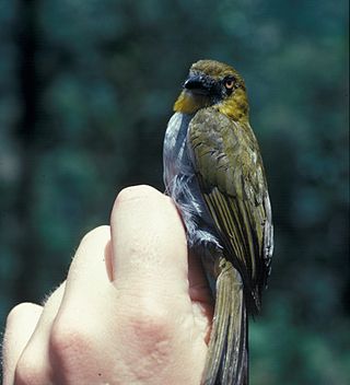 <span class="mw-page-title-main">Yellow-throated bush tanager</span> Species of bird