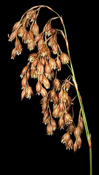<i>Chordifex microcodon</i> Species of flowering plant