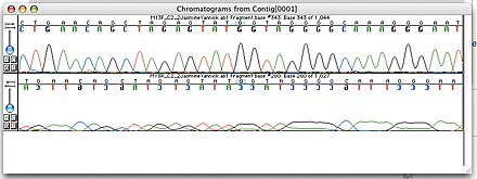 Screenshot of a chromatogram inside the program "Sequencher" Chromatogram.jpg