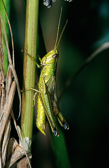 Orthoptera