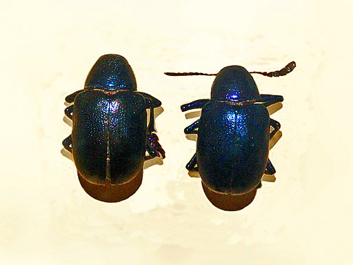 Chrysomelidae - Platycorynus peregrinus