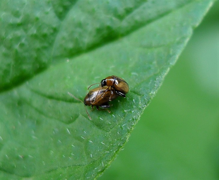 File:Chrysomelidae Psylliodes affinis, the Potato Flea Beetle (35816077376).jpg