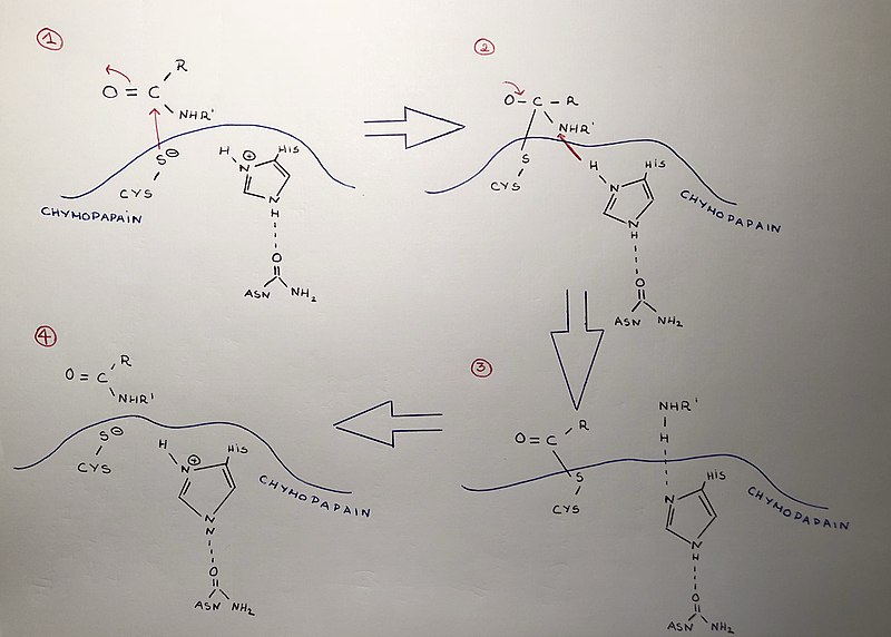 File:Chymopapain hydrolysis mechanism..jpg