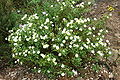 Cistus salviifolius