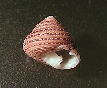 Clanculus flosculus 002.jpg