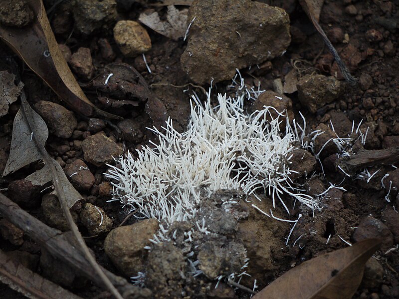 File:Clavaria fragilis (4159036753).jpg