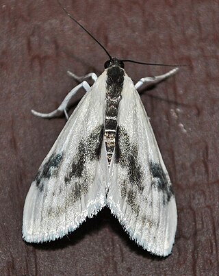 <i>Cliniodes</i> Genus of moths