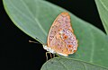 * Kandidimi Close wing Basking of Phalanta phalantha (Drury, 1773) - Common Leopard --Sandipoutsider 19:28, 21 May 2024 (UTC) * Nuk u miratua  Oppose Below minimum size requirement. --C messier 20:30, 27 May 2024 (UTC)