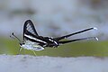 Lamproptera curius (Fabricius, 1787) – White Dragontail