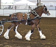 Grand cheval à marques blanches vu de profil, dans des harnais traditionnel, avec la crinière toilettée en pions.