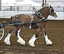 Stor hvidmærket hest set i profil i traditionel sele med manen trukket i bønder.