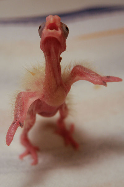 File:Cockatiel (Nymphicus hollandicus) - Day 9 - Right Foot Forward.jpg