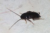   Blatta orientalis (Blattidea) Common cockroach