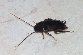 Чёрный таракан (Blatta orientalis)