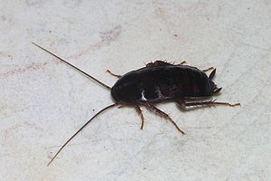 Cockroach May 2007-1.jpg
