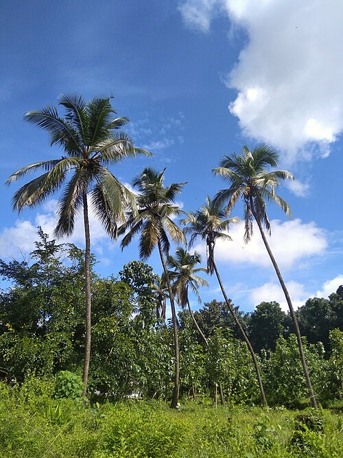 Nilambur