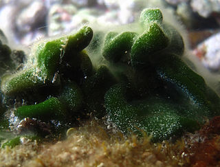 <i>Codium spongiosum</i> Species of seaweed