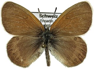 <i>Coenonympha gardetta</i> Species of butterfly