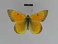 ♂ dorsal side