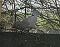 Collared dove (33755543926).jpg