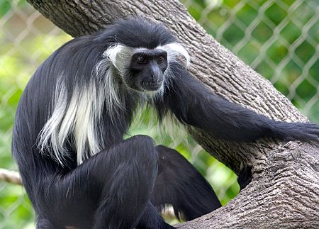 Colobus angolensis