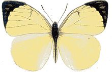 Colotis mananhari m.JPG