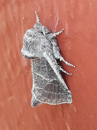 <i>Comadia redtenbacheri</i> Species of moth