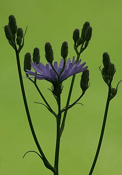 Common Blue Sow-thistle (Cicerbita macrophylla) - geograph.org.uk - 660508.jpg