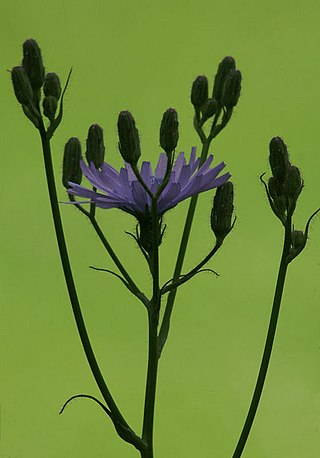 <i>Cicerbita macrophylla</i> Species of lettuce