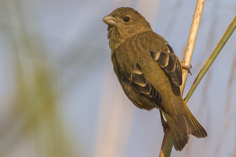 File:Common Rosefinch Baur reservoir Uttarakhand 03.12.2014.jpg