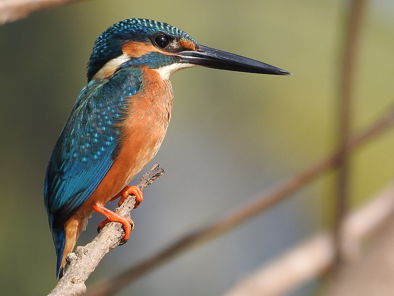 File:Common kingfisher-kattampally-kannur birds - 6.jpg