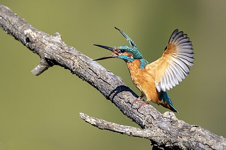 Common kingfisher on a branch opening it's wings
