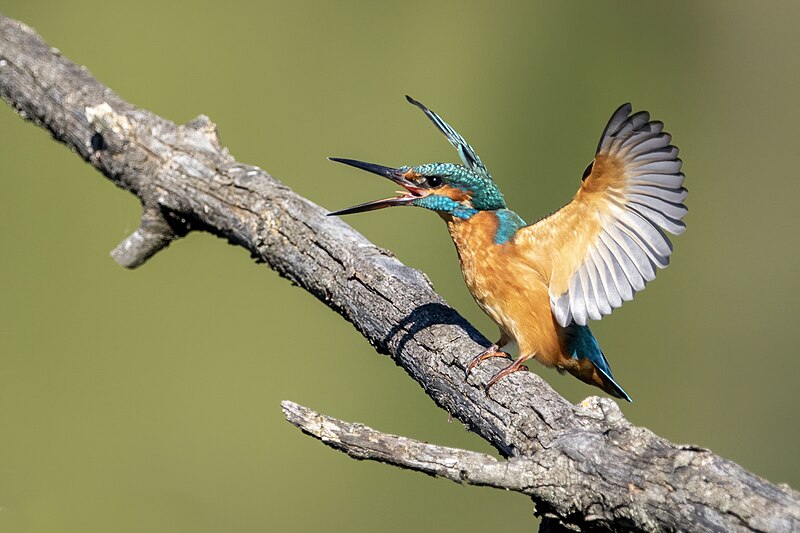 File:Common kingfisher on a branch opening its wings.jpg