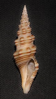 <i>Compsodrillia bicarinata</i> species of mollusc