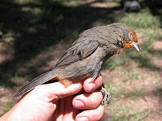 Tucumán mountain finch Species of bird