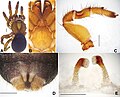 Miniatura para Conothele daxinensis