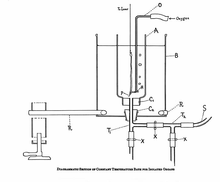 File:Constant tempertature bath for isolated organs Wellcome M0013241.jpg