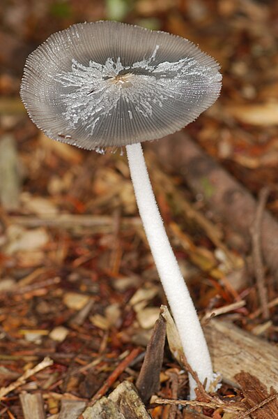 File:Coprinus lagopus at maturity.jpg