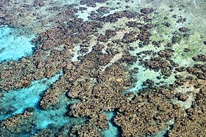 Coral Reef from above 2.jpg