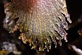 Corybas cryptanthus Labellum