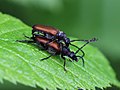 Stictoleptura maculicornis (De Geer, 1775)